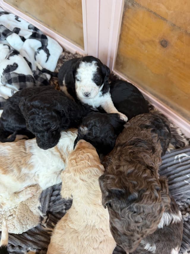 Poodle Puppies media 9