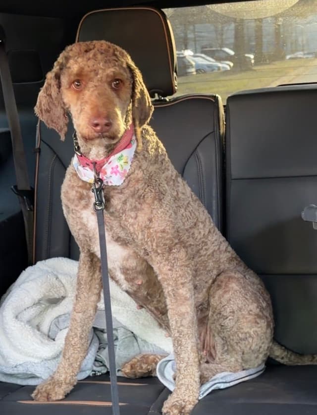 Poodle Puppies media 10