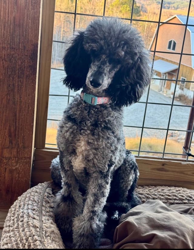 Poodle Puppies media 11