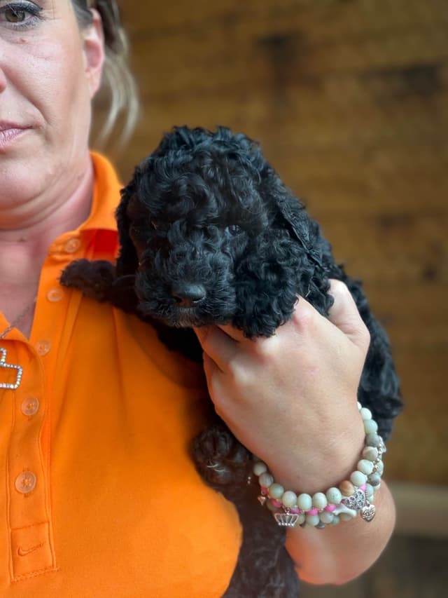 Poodle Puppies media 12