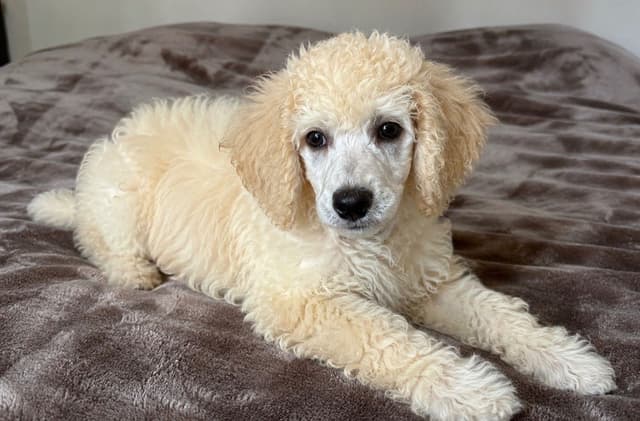 Poodle Puppies media 2
