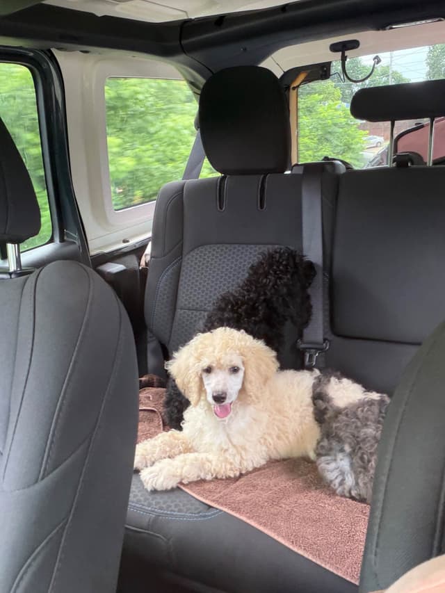 Poodle Puppies media 4