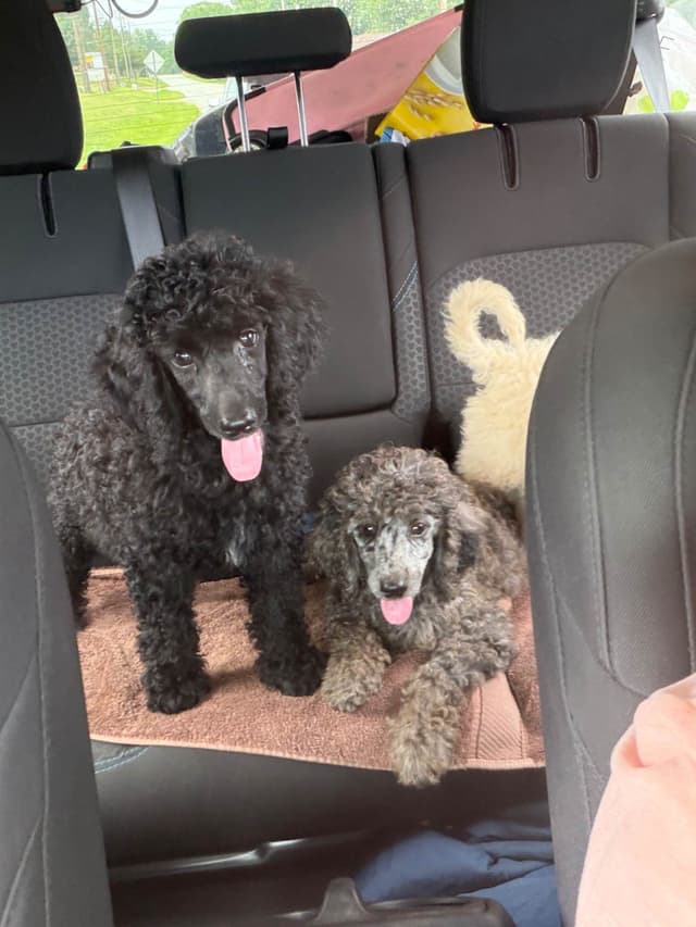 Poodle Puppies media 5