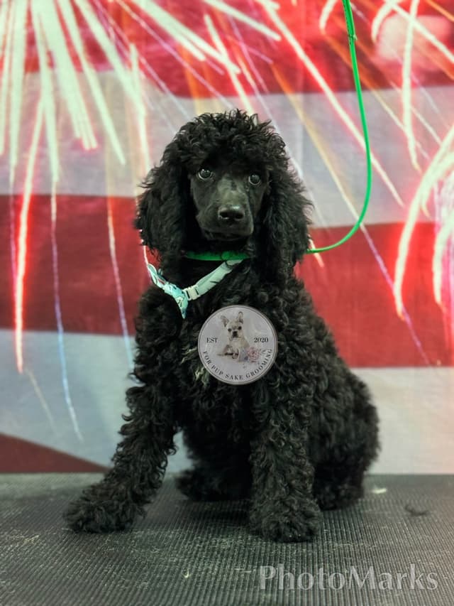 Poodle Puppies media 13