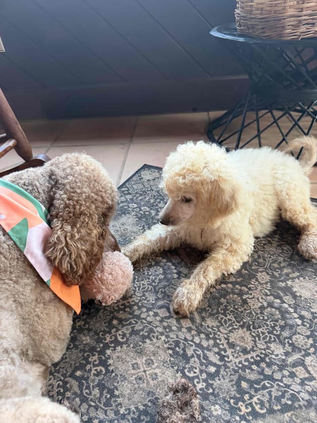 Poodle Puppies media 8