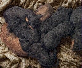 Poodle Puppies Ready for 4th of July breeder image 1