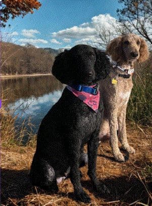 Poodle Puppies Ready for 4th of July breeder image 2