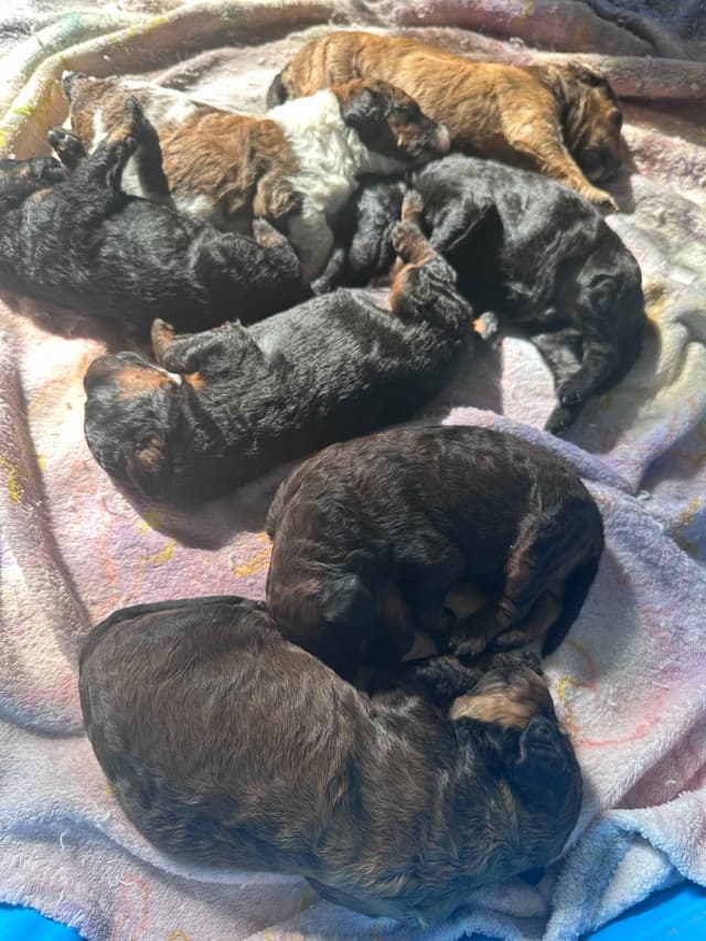 Poodle Puppies Ready for 4th of July media 2
