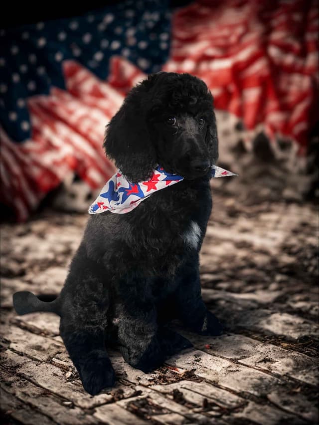 Poodle Puppies Ready for 4th of July media 4
