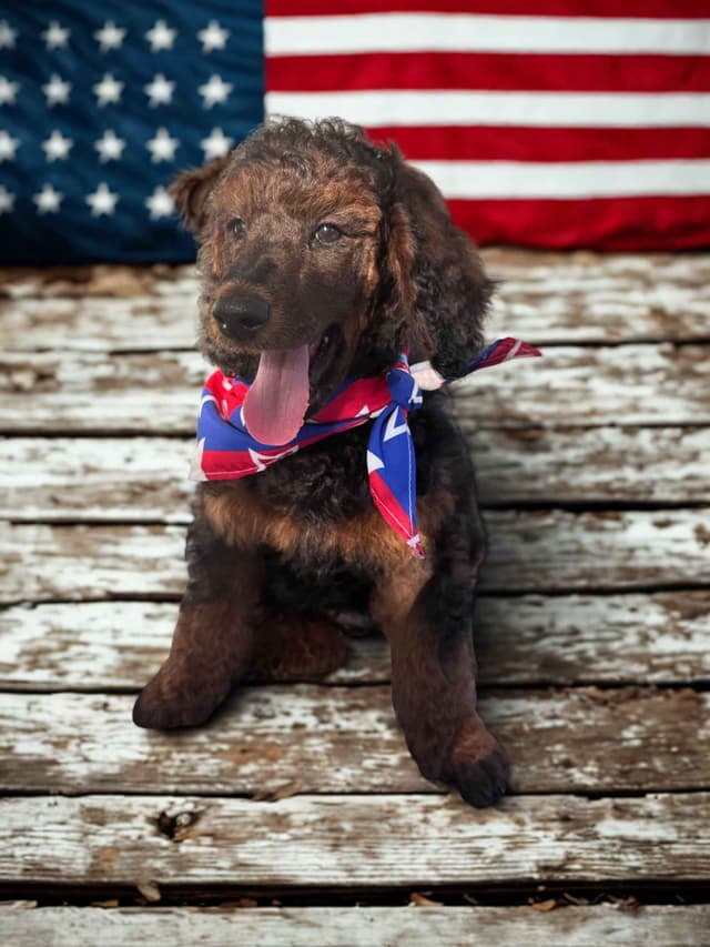 Poodle Puppies Ready for 4th of July media 3