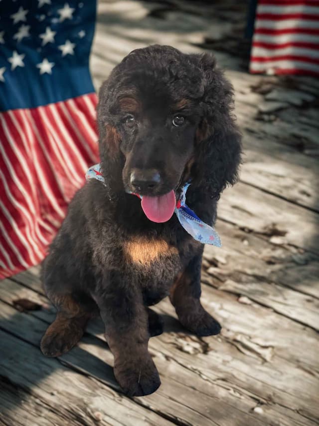 Poodle Puppies Ready for 4th of July media 5