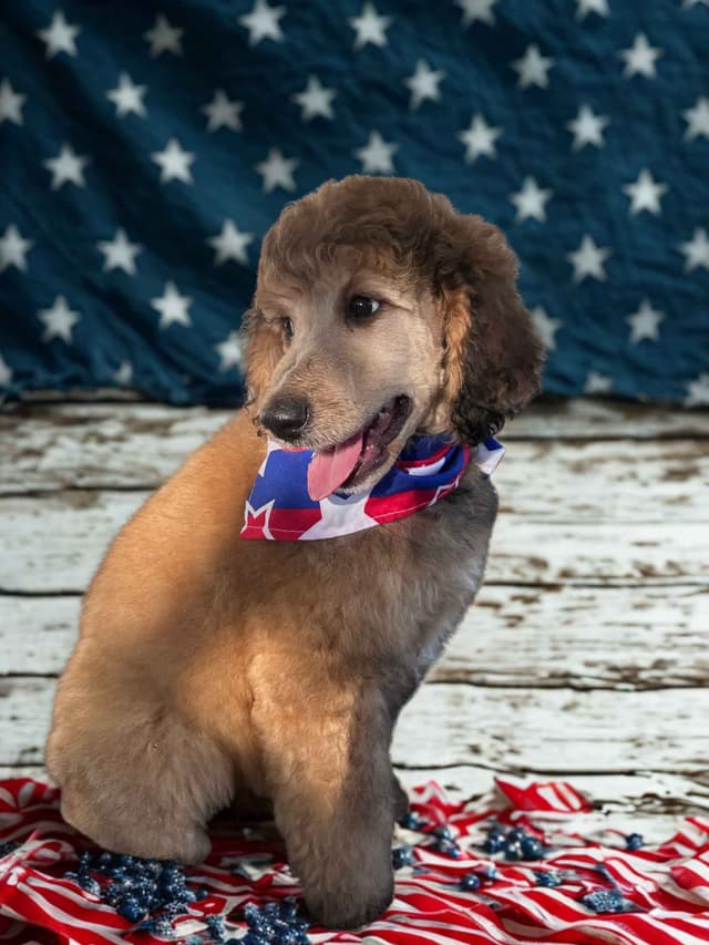 Poodle Puppies Ready for 4th of July media 6
