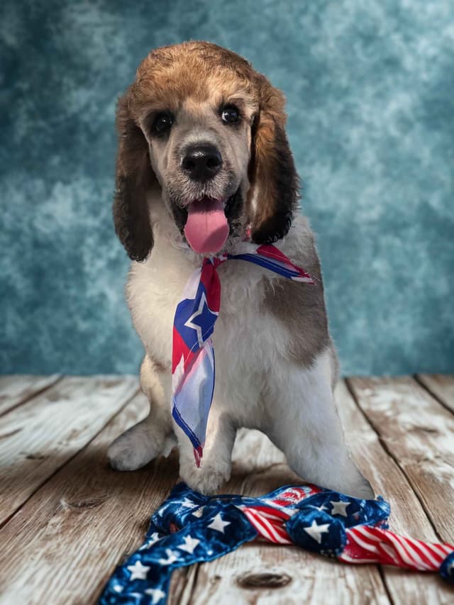 Poodle Puppies Ready for 4th of July media 7
