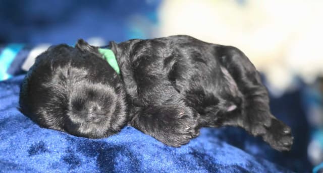 Miniature Schnauzer Puppies media 2