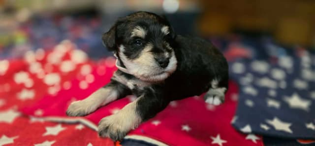 Miniature Schnauzer Puppies media 4