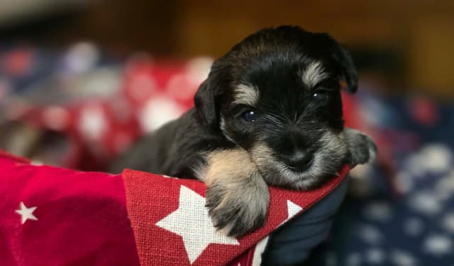 Miniature Schnauzer Puppies media 5