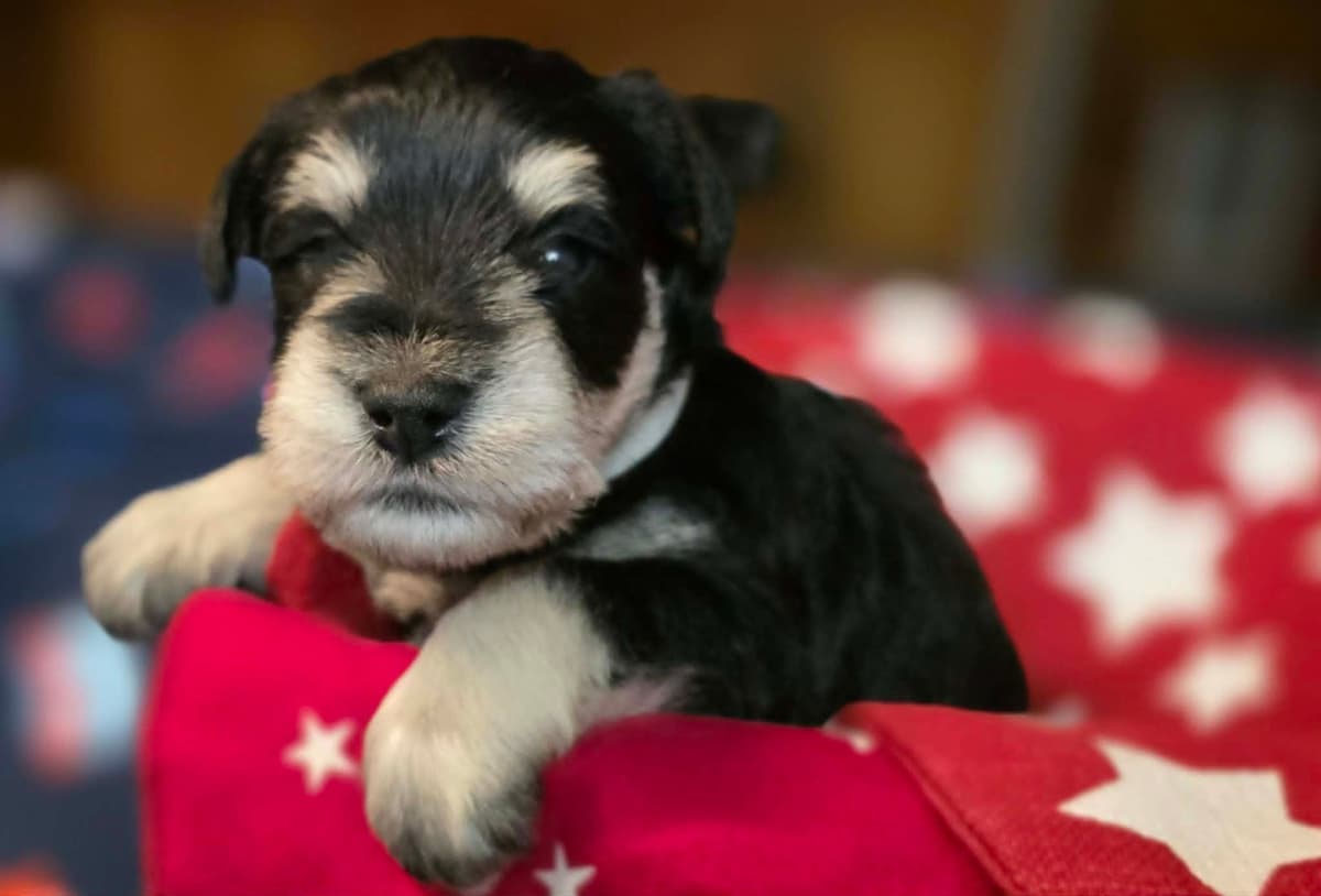 Miniature Schnauzer Puppies breeder image 1