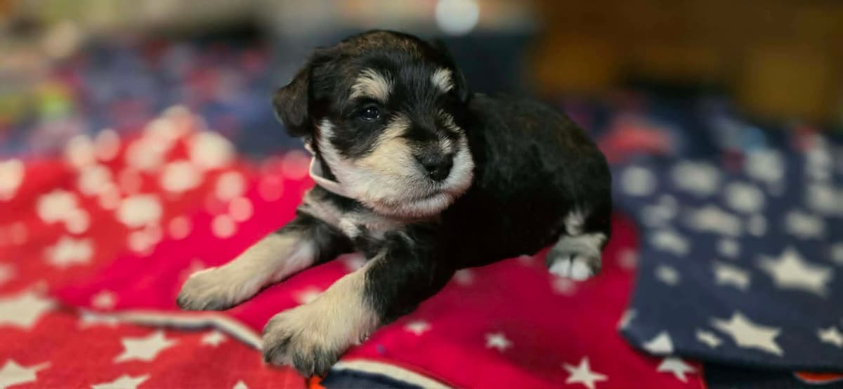 Miniature Schnauzer Puppies breeder image 3