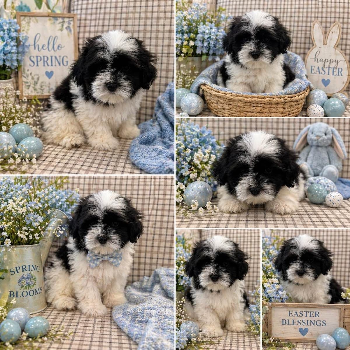 Havanese Puppies-Best to Call or Text. 941-468-7926 breeder image 23