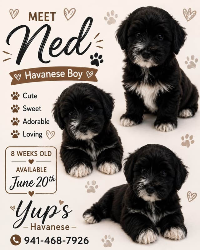 Havanese Puppies-Best to Call or Text. 941-468-7926 media 5