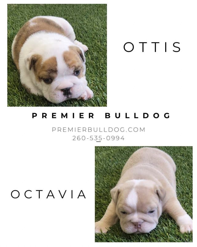 Bulldog Puppies media 3