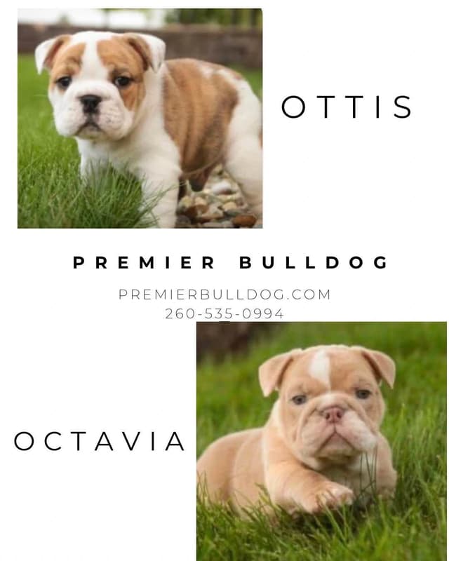 Bulldog Puppies media 2