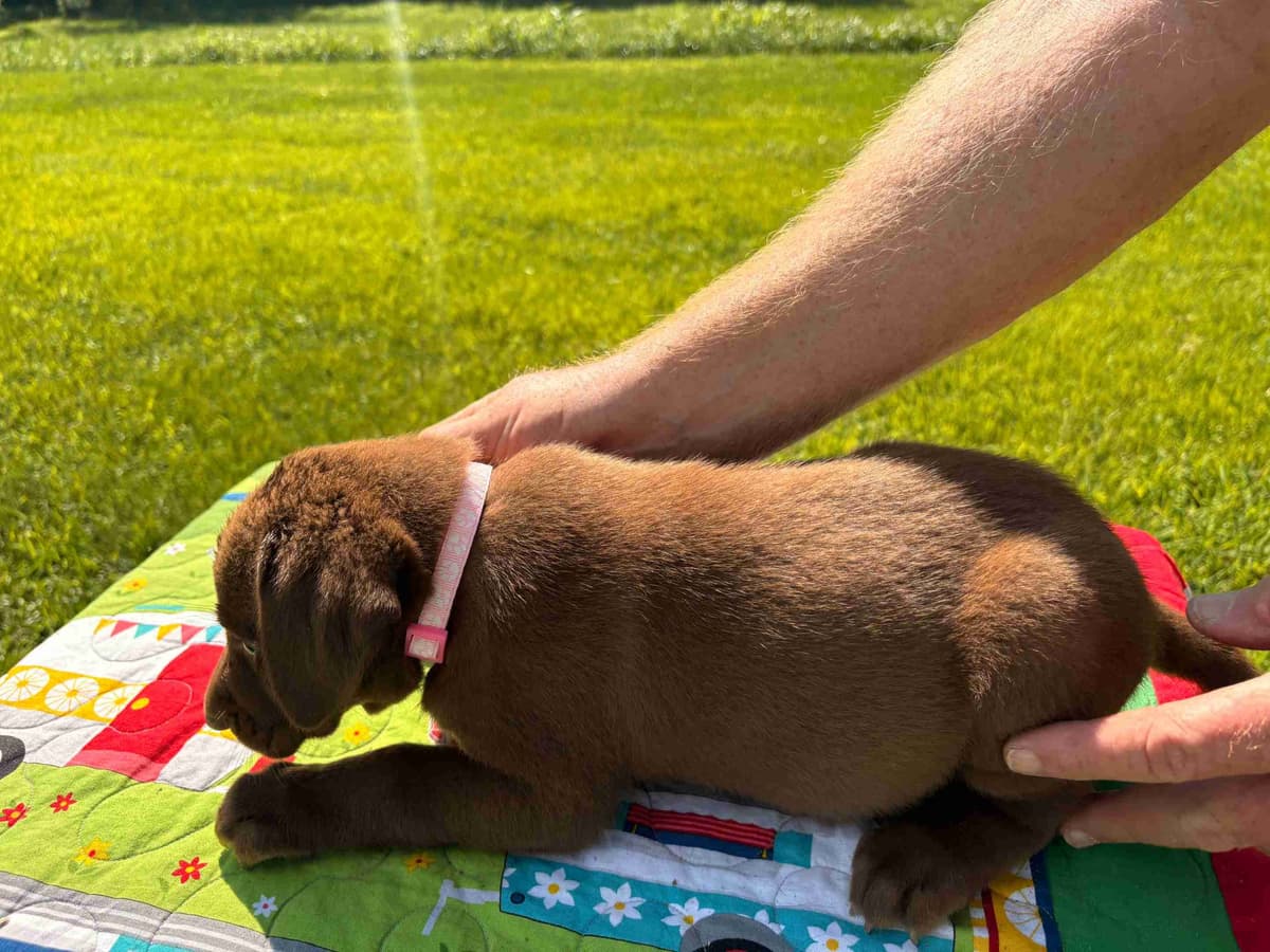 Labrador Retriever Puppies breeder image 1