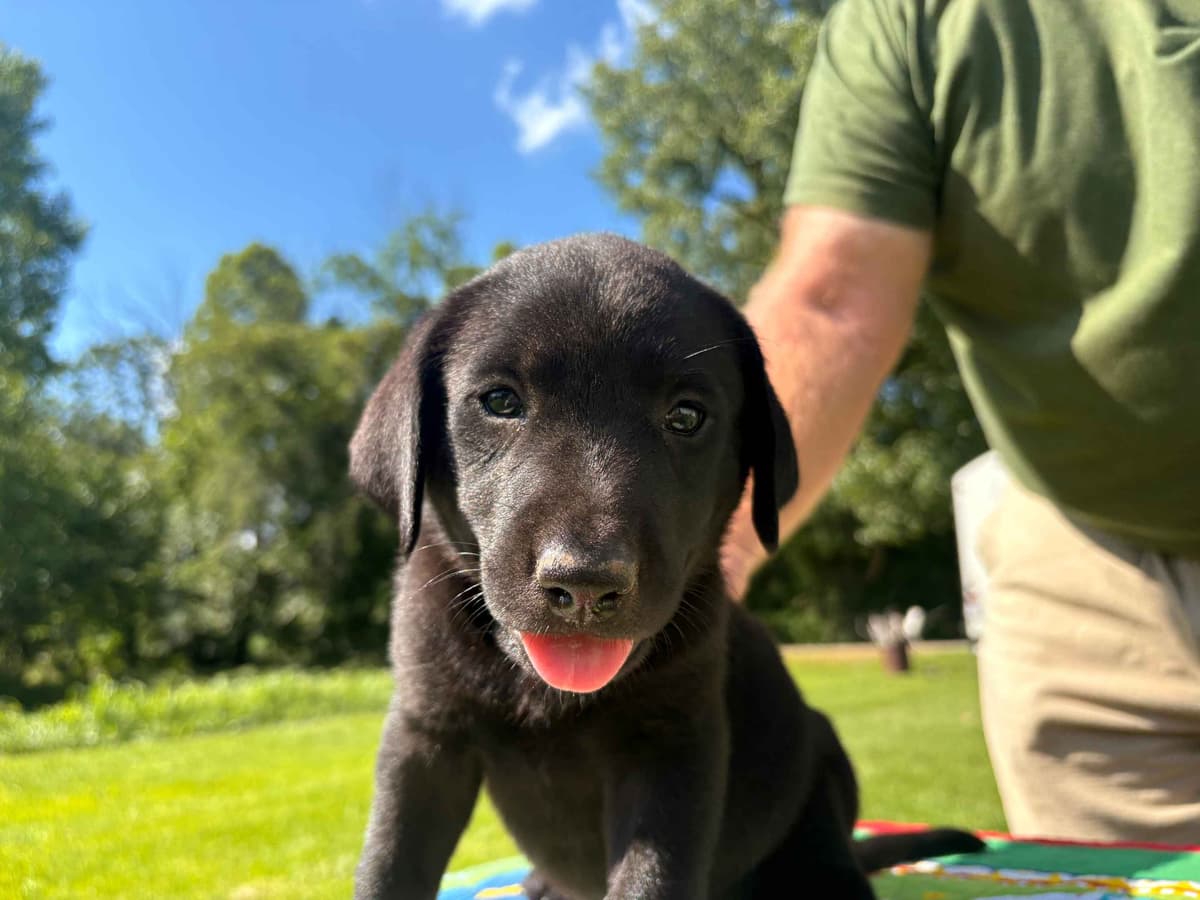 Labrador Retriever Puppies breeder image 4