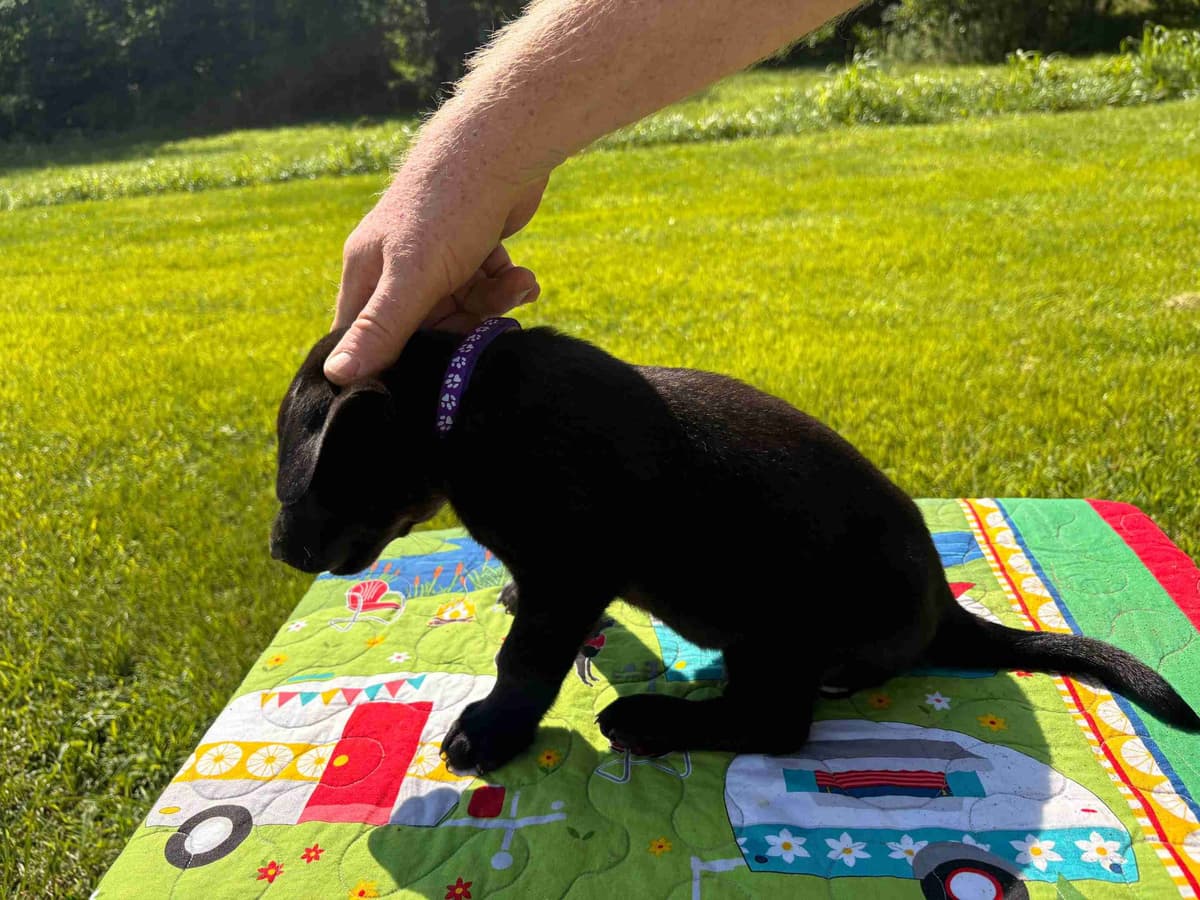 Labrador Retriever Puppies breeder image 5