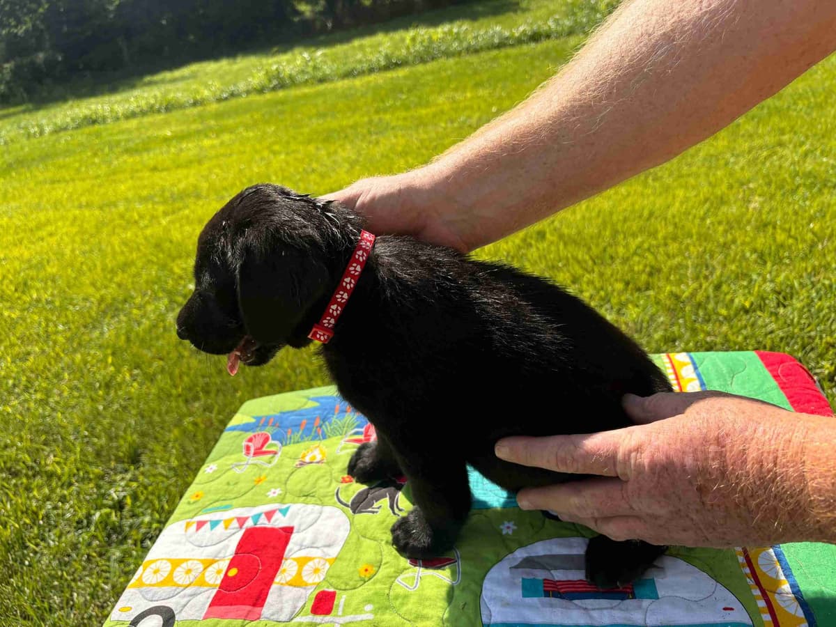 Labrador Retriever Puppies breeder image 6
