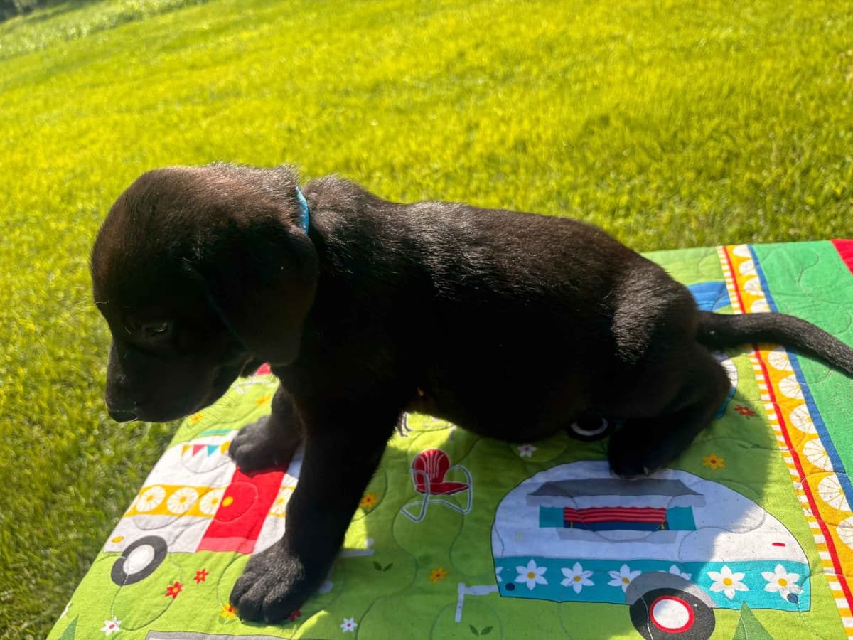 Labrador Retriever Puppies breeder image 8