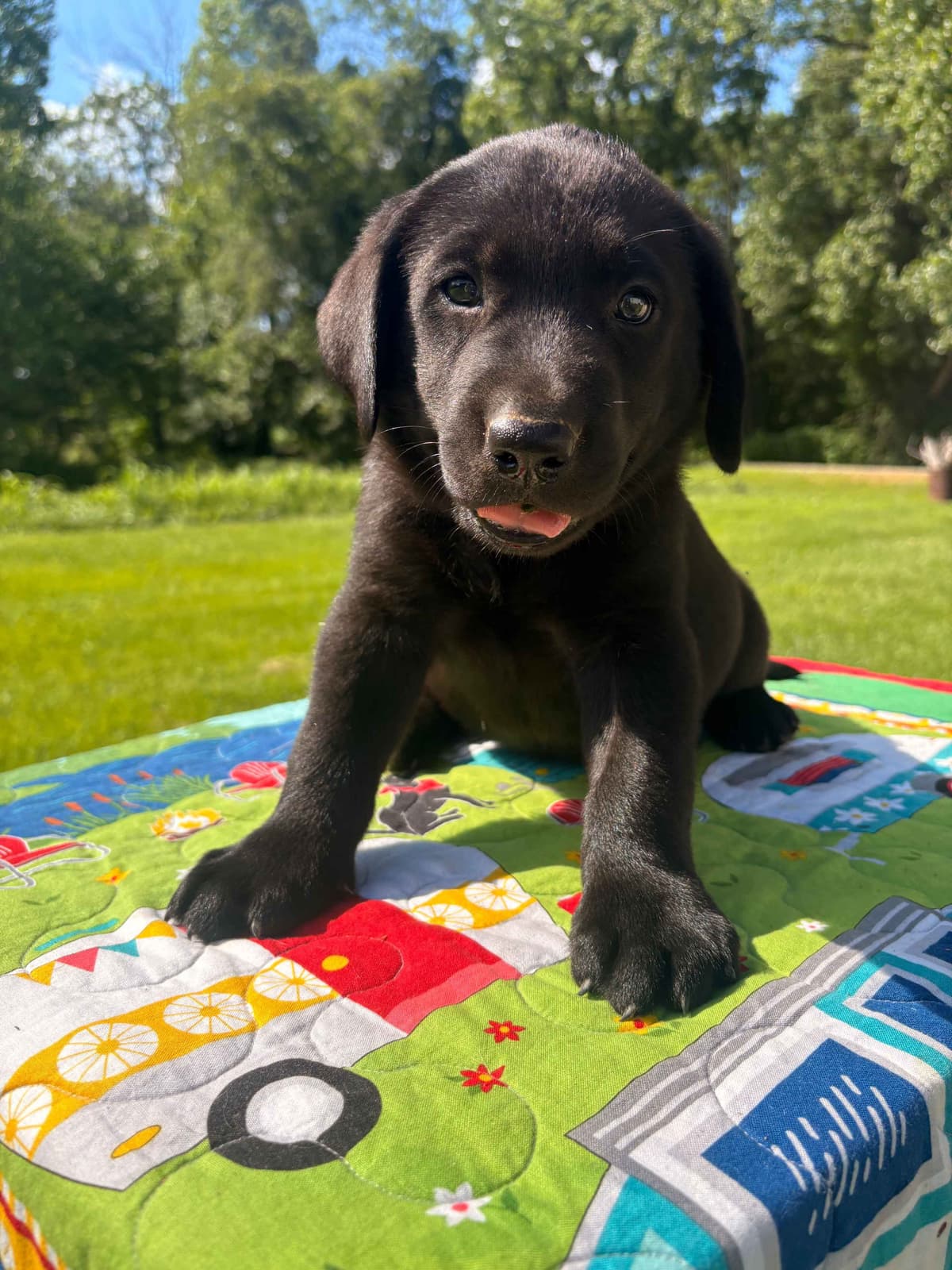 Labrador Retriever Puppies breeder image 9