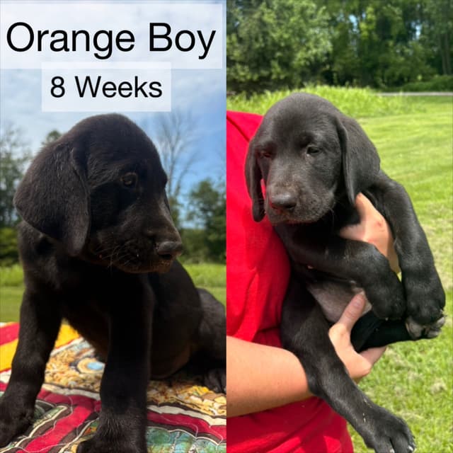 Labrador Retriever Puppies media 5