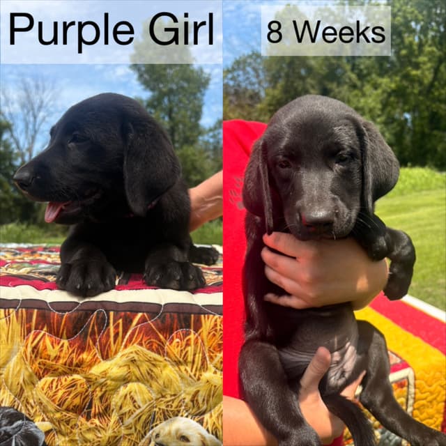 Labrador Retriever Puppies media 7