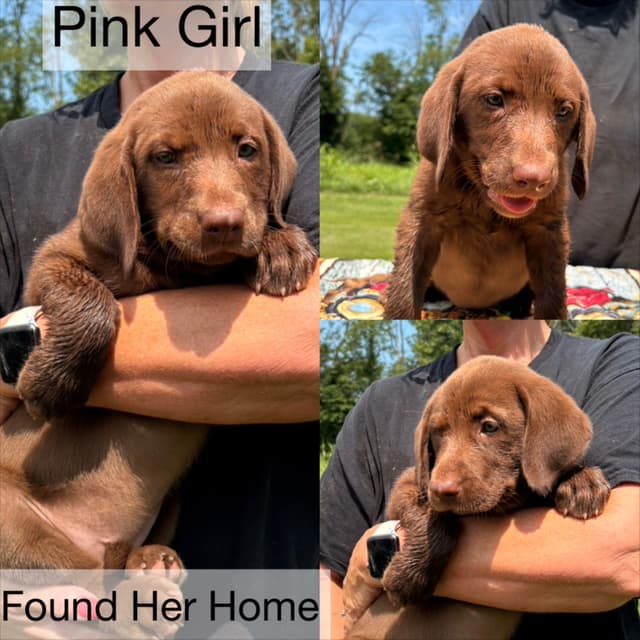 Labrador Retriever Puppies media 3