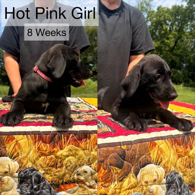 Labrador Retriever Puppies media 8