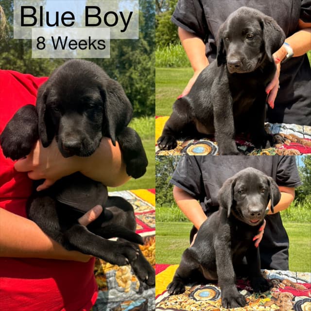 Labrador Retriever Puppies media 6