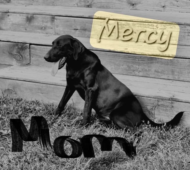 Labrador Retriever Puppies media 10