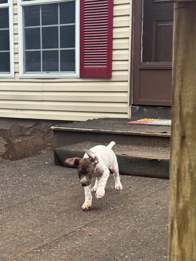 German Shorthaired Pointer Puppies media 3