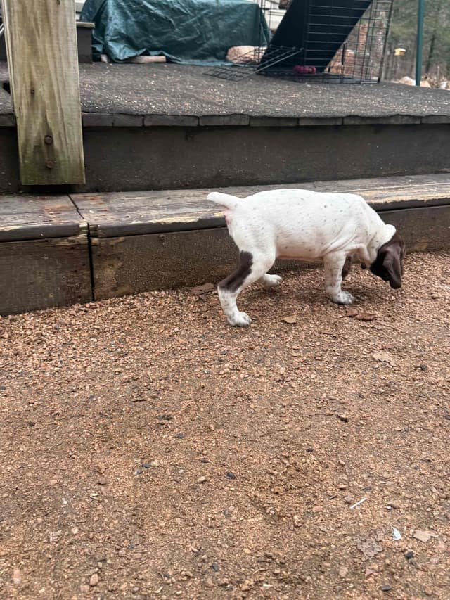 German Shorthaired Pointer Puppies media 4
