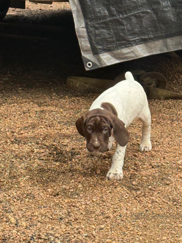 German Shorthaired Pointer Puppies media 5