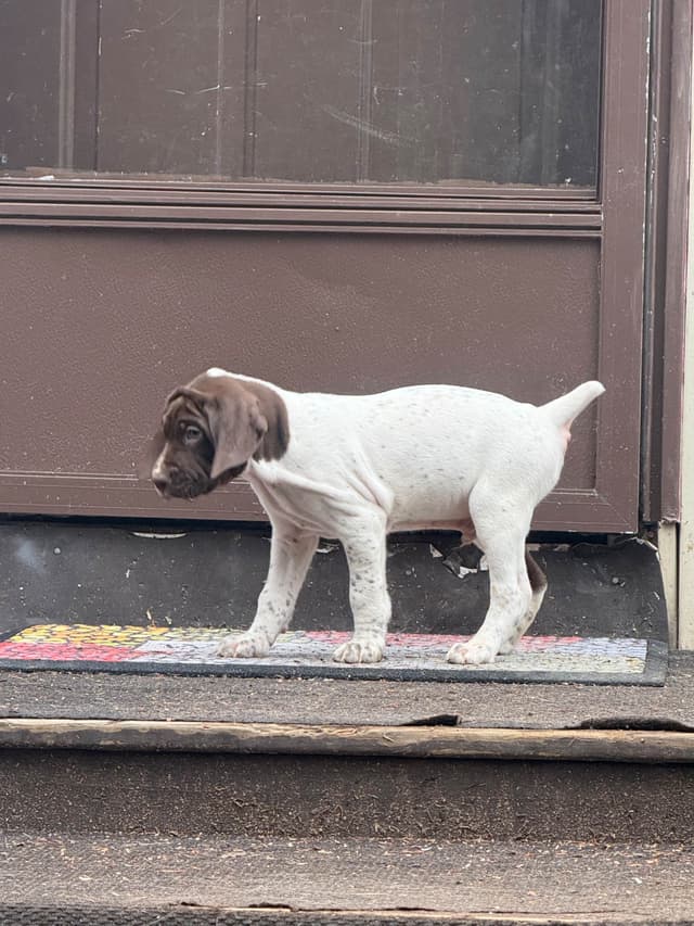 German Shorthaired Pointer Puppies media 6