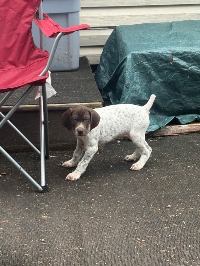 German Shorthaired Pointer Puppies media 7