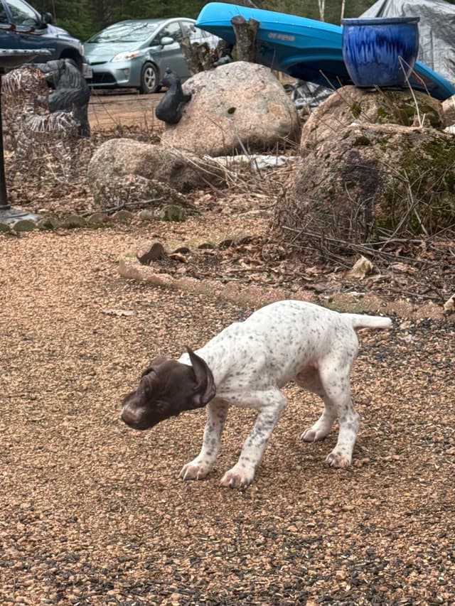 German Shorthaired Pointer Puppies media 8