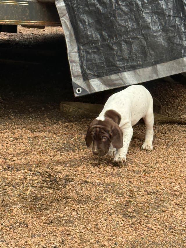 German Shorthaired Pointer Puppies media 9