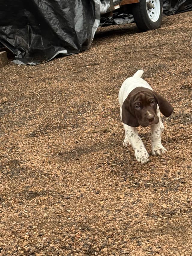 German Shorthaired Pointer Puppies media 10