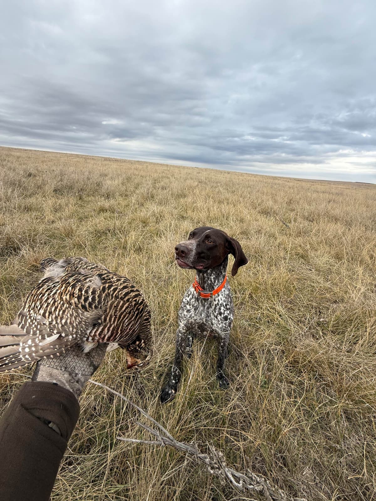 German Shorthaired Pointer Puppies breeder image 1