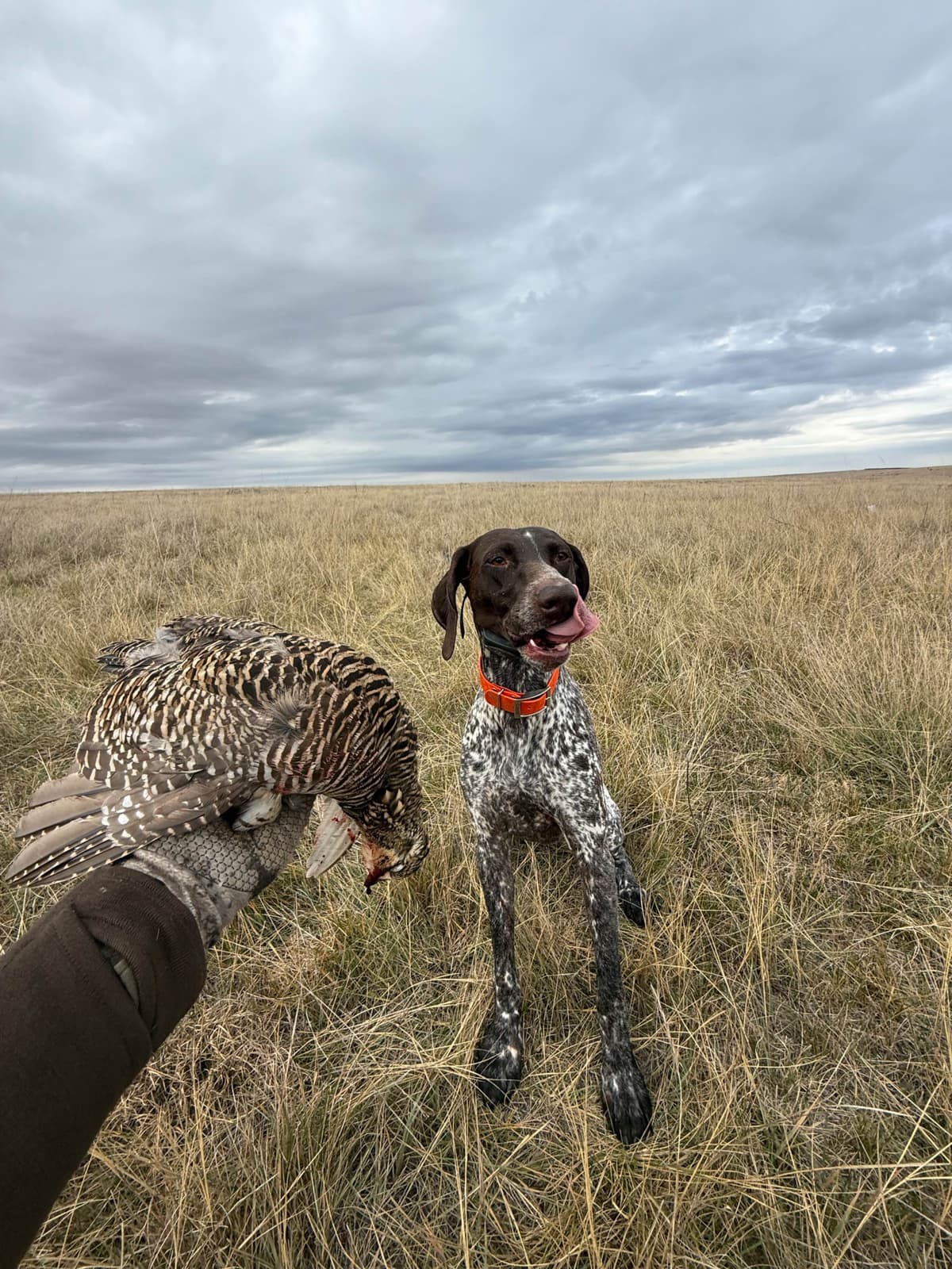 German Shorthaired Pointer Puppies breeder image 3