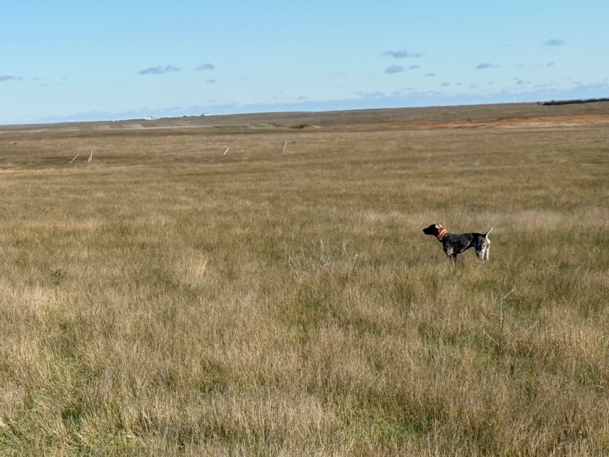 German Shorthaired Pointer Puppies breeder image 5
