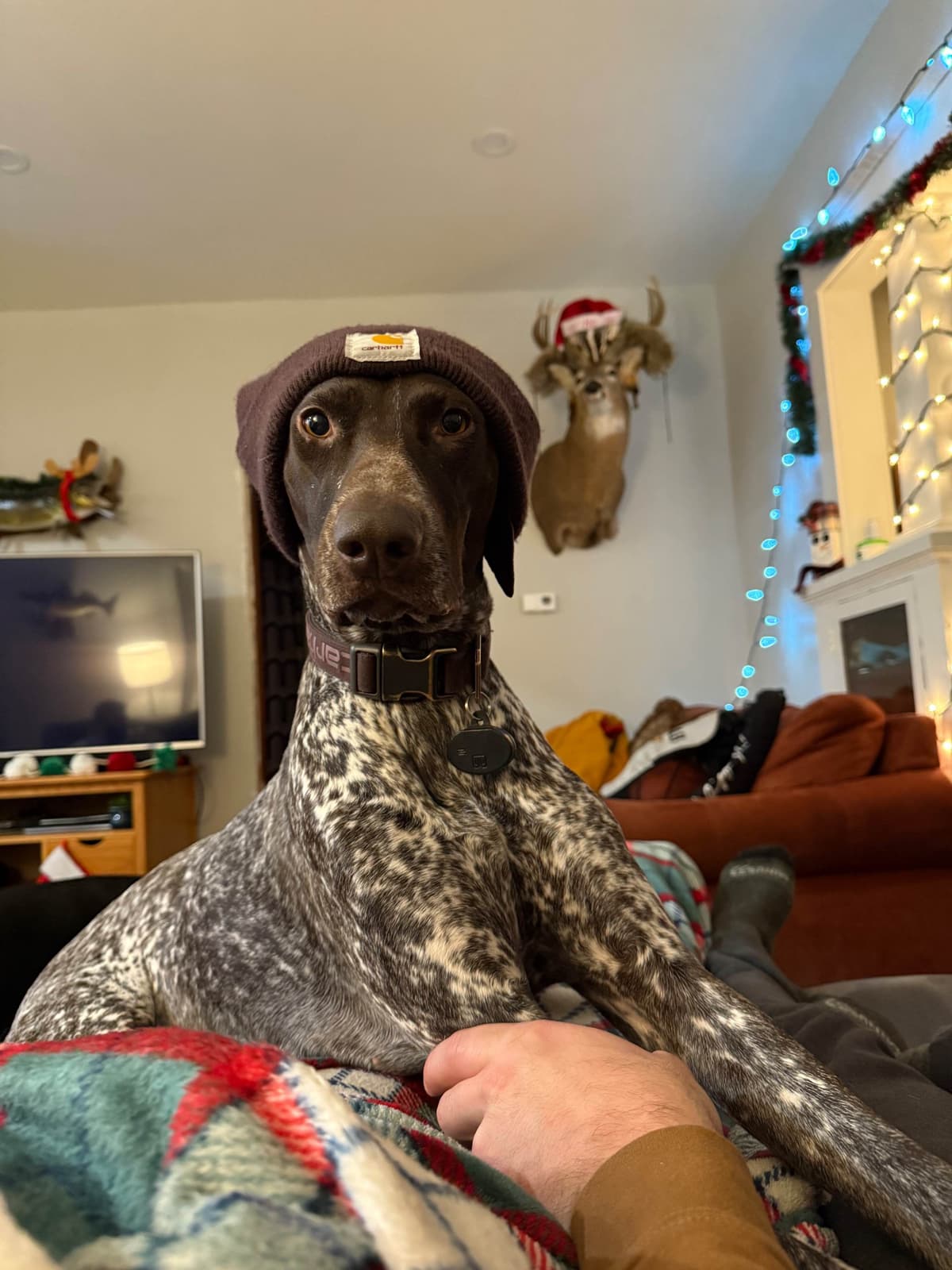 German Shorthaired Pointer Puppies breeder image 6
